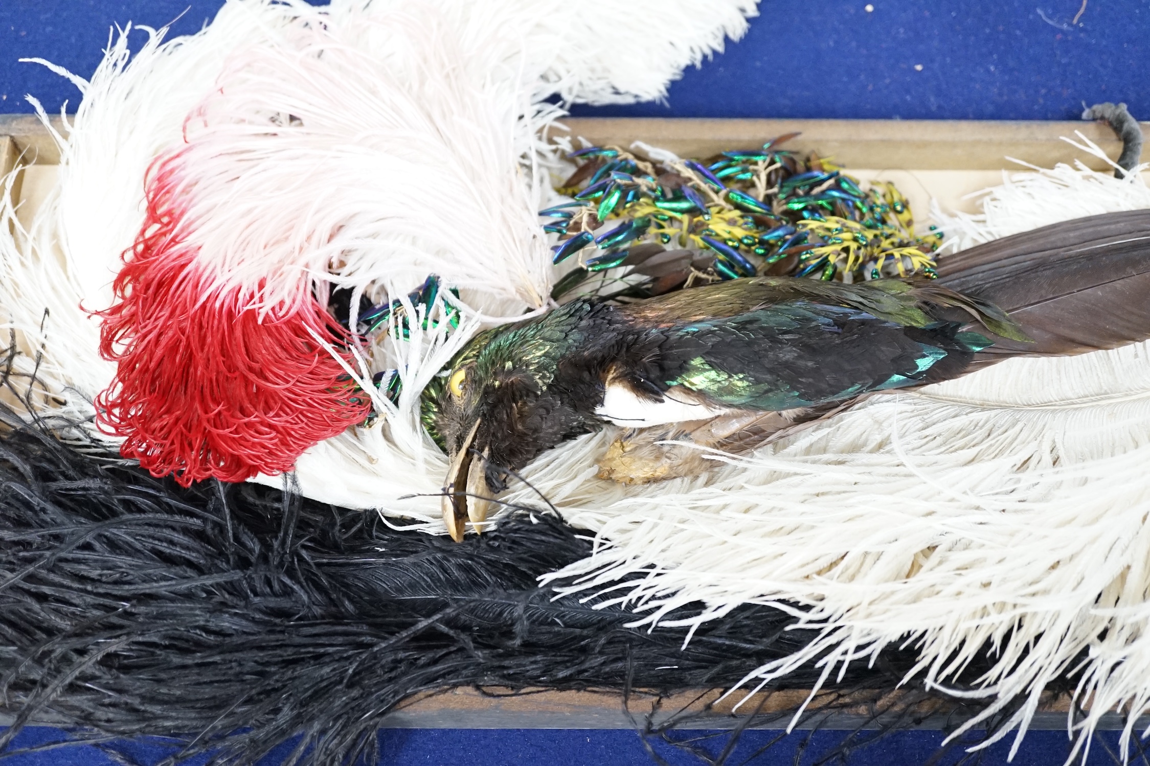 Various hat feathers including ostrich examples, beetle wing hat ornament and taxidermy Bird of Paradise